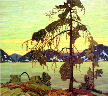 jack Pine