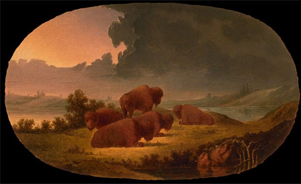 Buffalo at Sunset